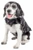 Pet Life Luxe 'Chauffurry' Beautiful Designer Zebra Patterned Mink Fur Dog Coat Jacket